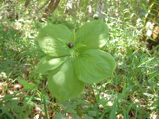 Paris quadrifolia / Uva di Volpe, Erba crociona